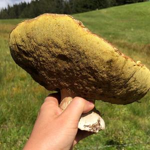 King Bolete