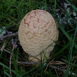 Fly Agaric