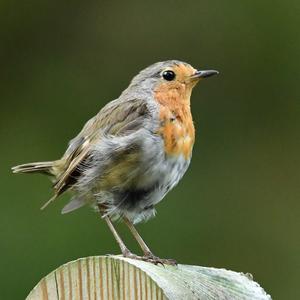 European Robin