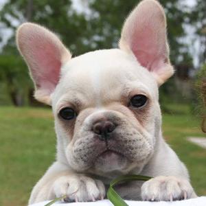 French Bulldog