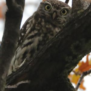 Little Owl