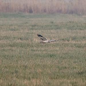 Northern Harrier