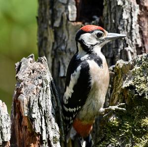 Great Spotted Woodpecker