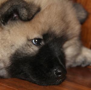 Eurasier