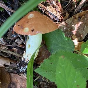 Dotted-stalk Bolete