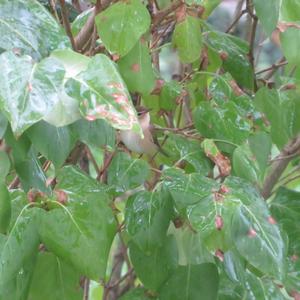 Common Chiffchaff