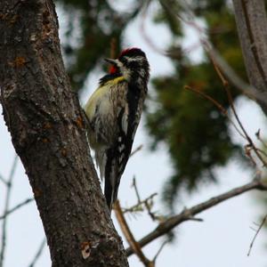 Yellow-bellied Sapsucker