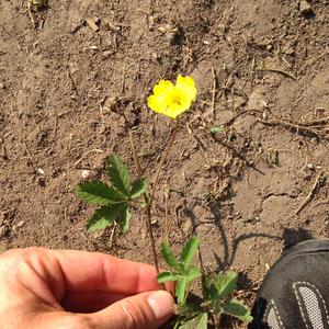 Creeping Cinquefoil