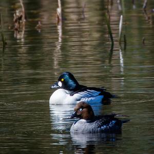 Common Goldeneye