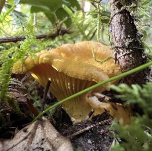 Chanterelle, Common