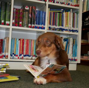 Australian Shepherd