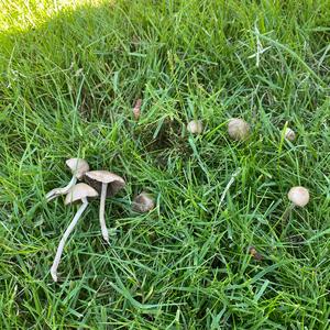 Lawn Mower`s Mushroom