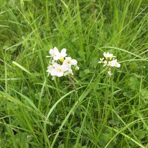 Cardamine udicola