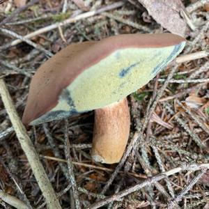 Bay Bolete