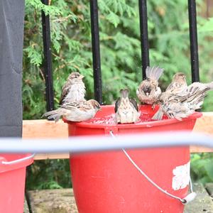 House Sparrow