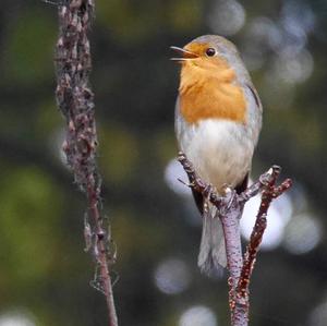 European Robin