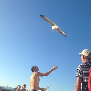 Yellow-legged Gull