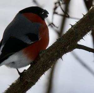 Eurasian Bullfinch