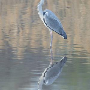 Grey Heron