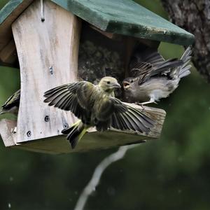 European Greenfinch