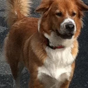 Unknown Breed