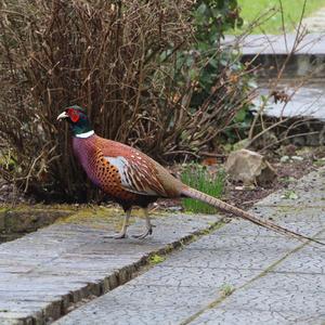 Common Pheasant