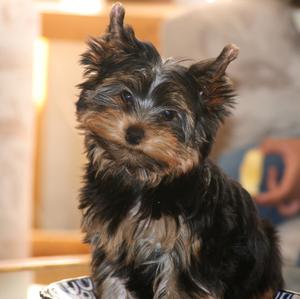 Yorkshire Terrier