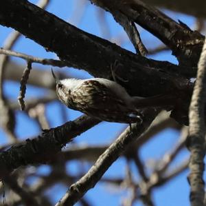 Short-toed Treecreeper