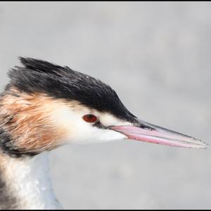 Great Crested Grebe