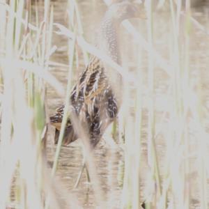 Spotted Crake