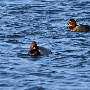 Common Pochard