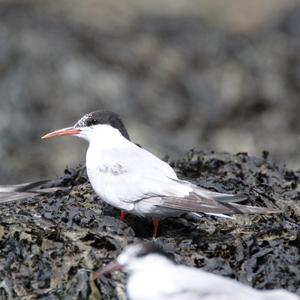 Common Tern