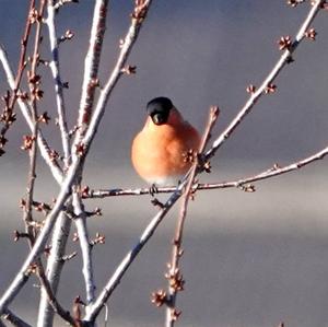 Eurasian Bullfinch