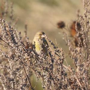 European Greenfinch