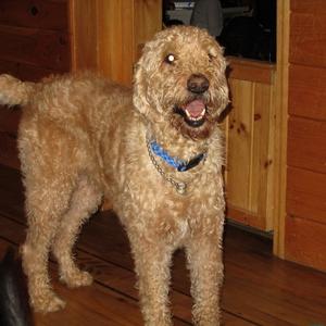 Unknown Breed