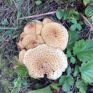 Scaly Pholiota