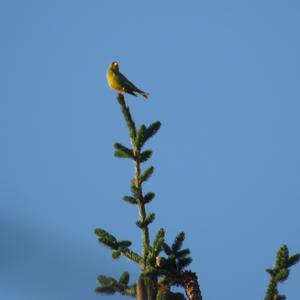 European Greenfinch