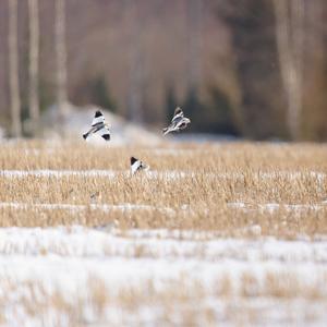 Snow Bunting