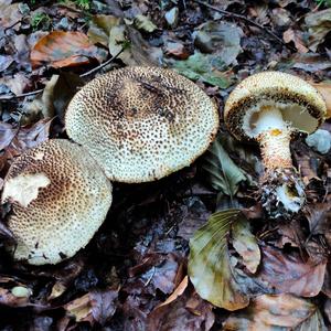 Sharp-scaled Lepiota