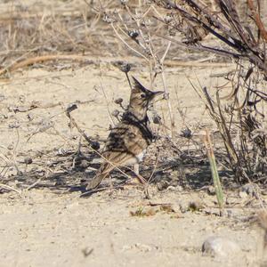 Crested Lark