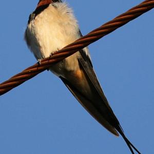 Barn Swallow