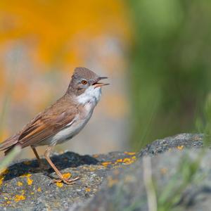 Common Whitethroat