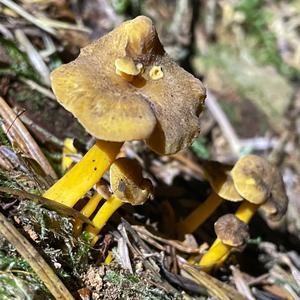 Trumpet Chanterelle