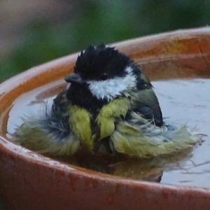 Great Tit