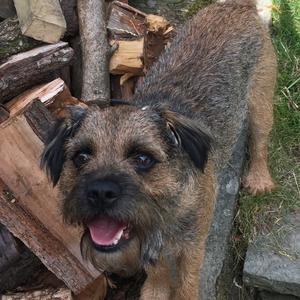 Border Terrier