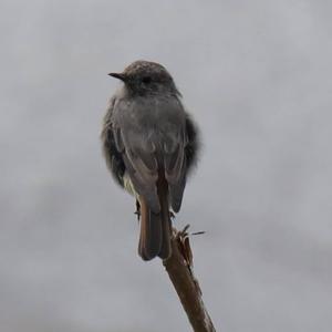 Black Redstart