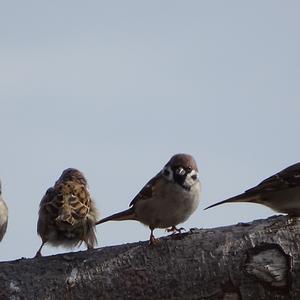 Eurasian Tree Sparrow