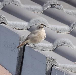 Black Redstart