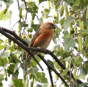 Red Crossbill