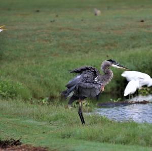 Great Blue Heron